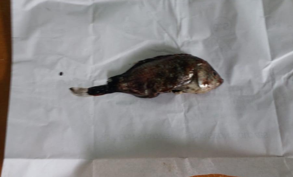 fish_post