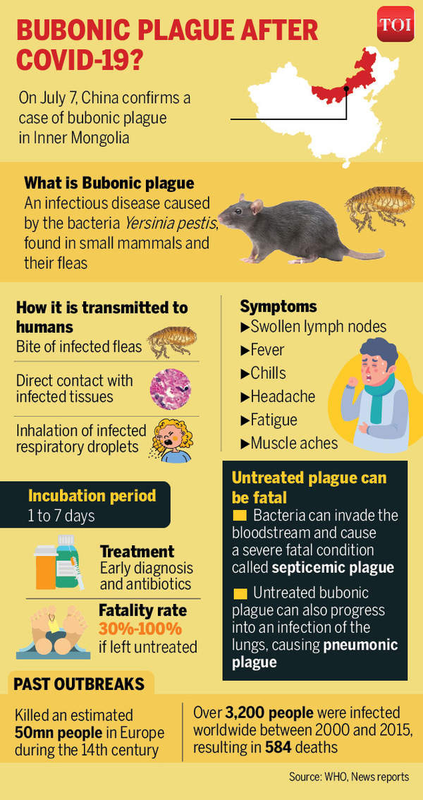 Infographic China Bubonic Plague Is there a threat of bubonic plague