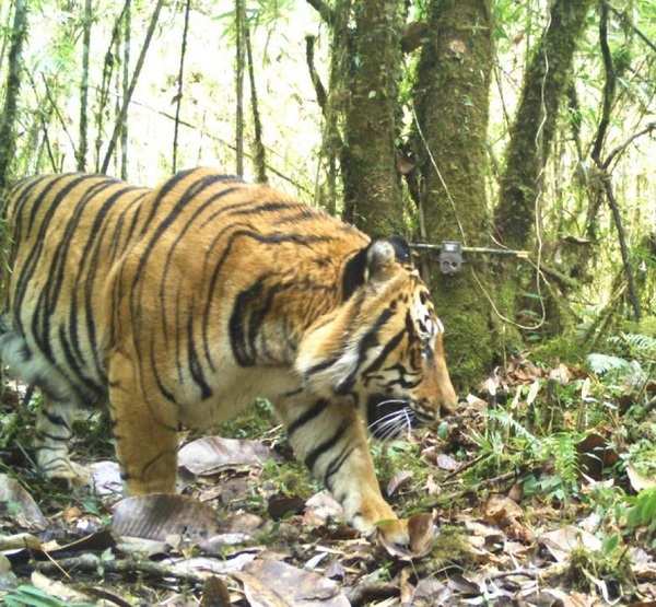 India’s 2018 Tiger Census Sets A New Guinness World Record | India News ...