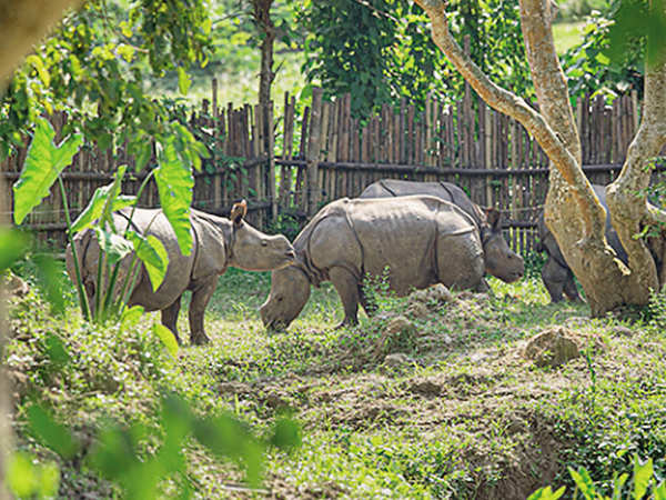 Assam: Three-day-old rhino calf rescued at Kaziranga National Park ...