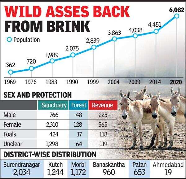 Wild ass population surges by 37% to 6,082 in Gujarat | Ahmedabad News - Times of India Wild ass population surges by 37% to 6,082 in Gujarat | Ahmedabad News - Times of India