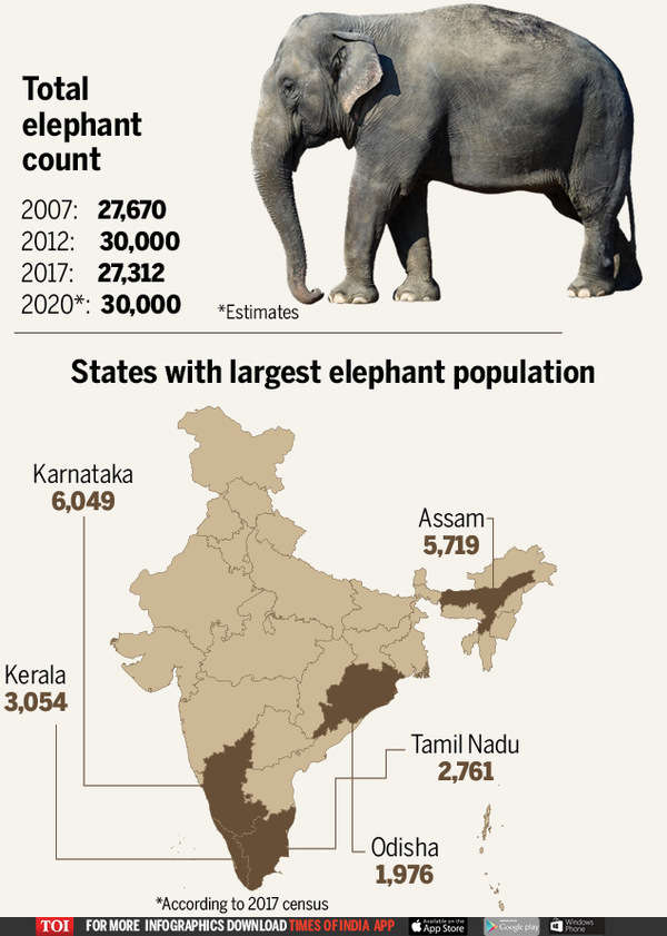 World Elephant Day Govt sets techdriven norms to help reduce man