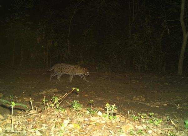 In a first, fishing cat spotted in CTR