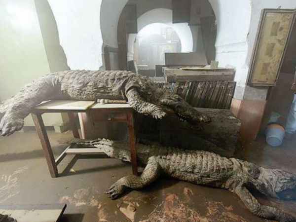 crocodile
