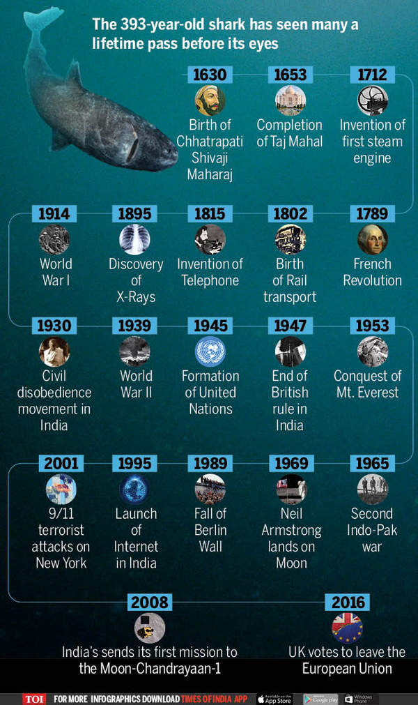 Infographic Spotted Recently This Shark Could Have Been Alive When Taj Mahal Was Built Times 