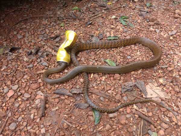 Snakes get trapped in ghost nets - a common sight | Events Movie News ...