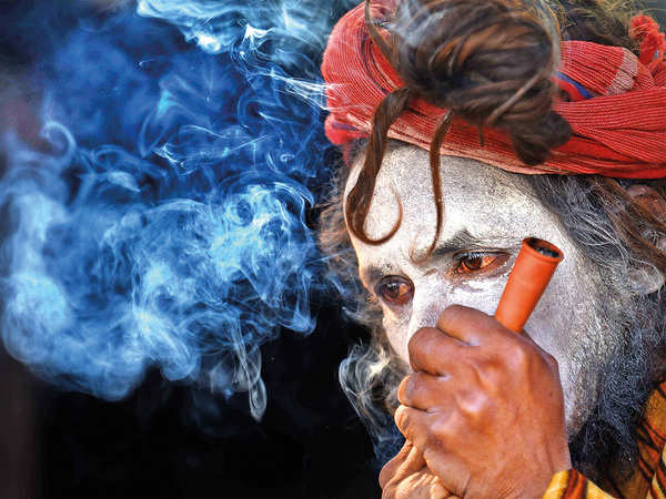 Cannabis is no more dangerous than alcohol or tobacco' - Times of India