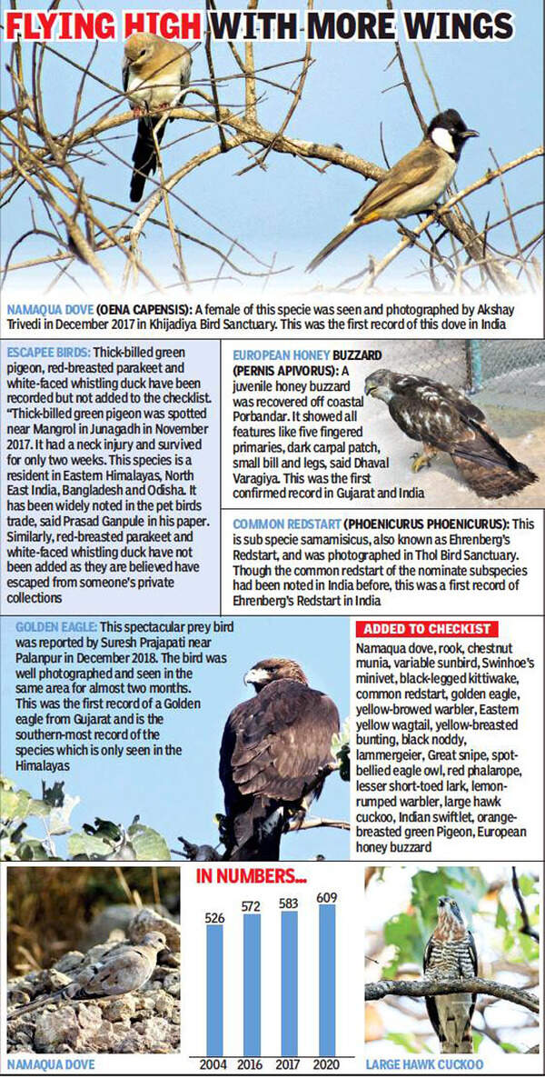 Gujarat’s shore a treasure for new birds discovery Surat News Times