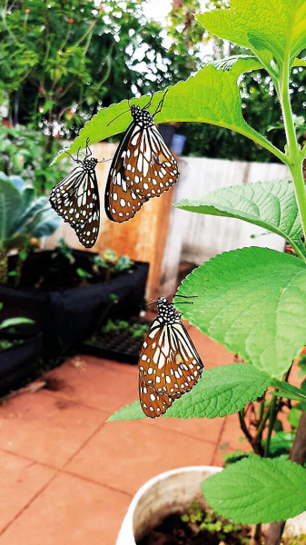 Pune Professor’s passion for butterflies drives a community for the
