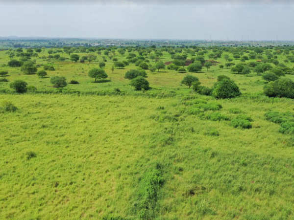 Gujarat’s pride gets back its grasslands | Rajkot News - Times of India