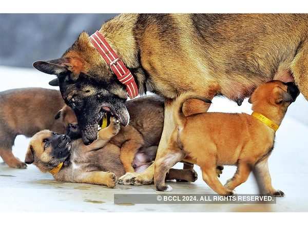 Meet ITBP’s mini combat soldiers - Times of India