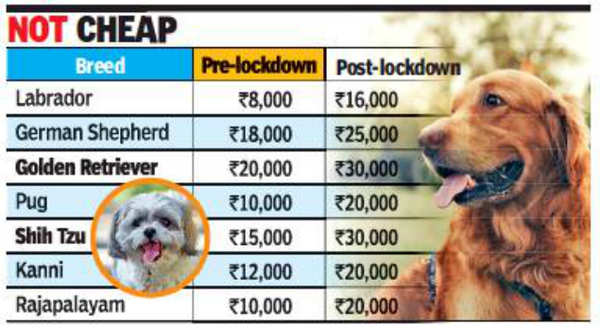 Chennai: More residents bring home pets, pups sell for a premium | Chennai  News - Times of India