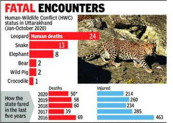 Uttarakhand: 50 killed in man-animal conflicts till October this year |  Dehradun News - Times of India