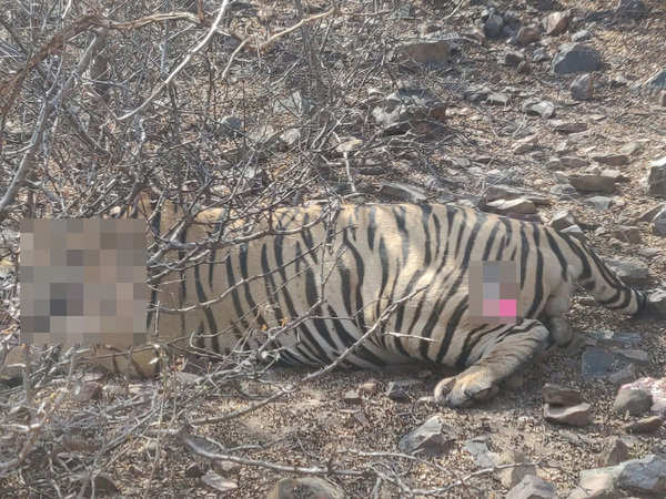 Picture Of Tiger Stuck With Wire Snare Surfaces, Red Alert In Rajasthan ...