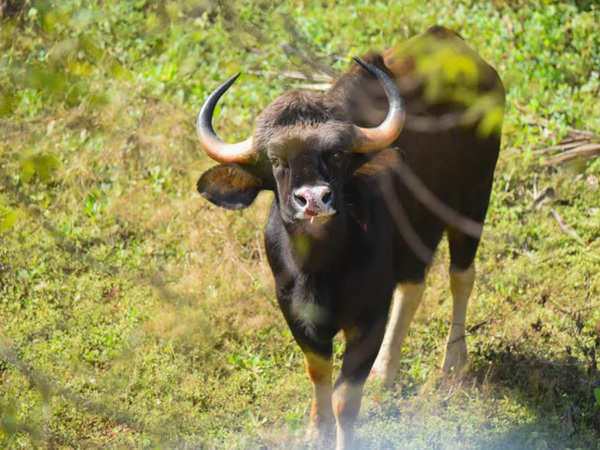 Gaur enters Pune's Kothrud, dies after run & capture amid crowding ...