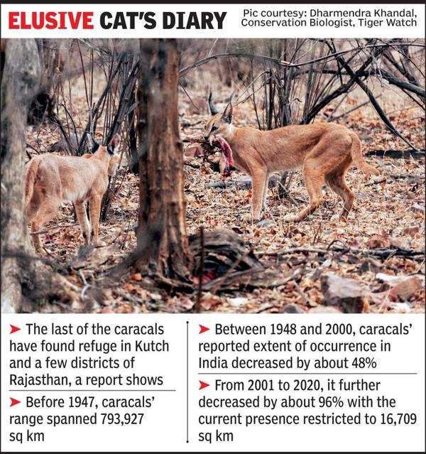 Another endangered cat in Gujarat safe haven | Ahmedabad News - Times of  India