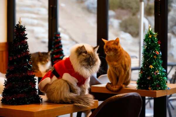 cat dressed as christmas tree Christmas Tree Cat Costume: Festive Fleece Holiday Hoodie