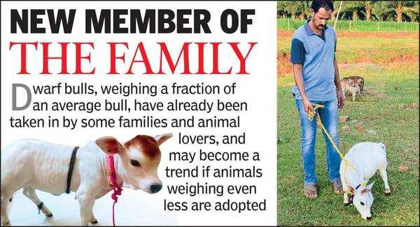 Dwarf cattle to be next household pet? | Visakhapatnam News - Times of India