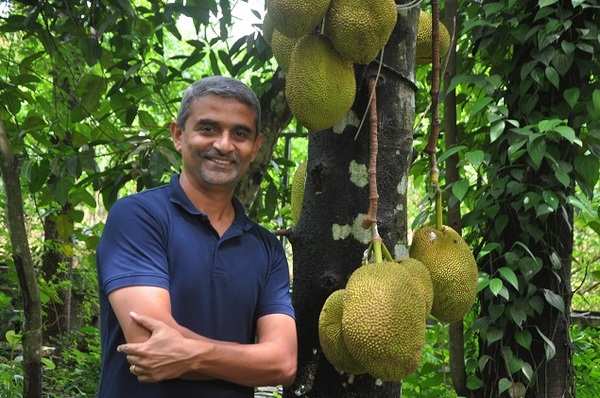 Jackfruit flour, a new weapon to fight diabetes - Times of India