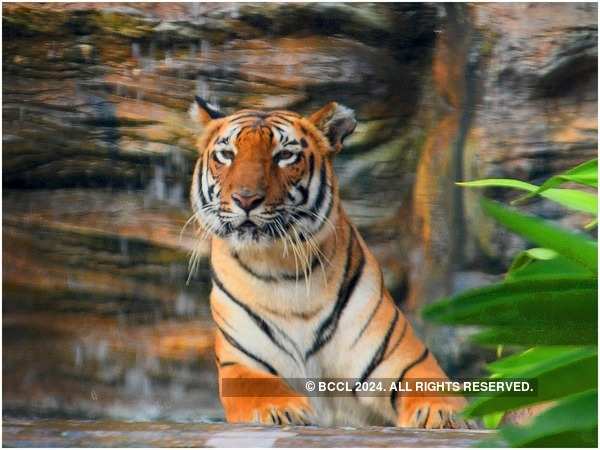 Mumbai zoo to reopen January end? Plans include crowd limit, online  bookings | Mumbai News - Times of India