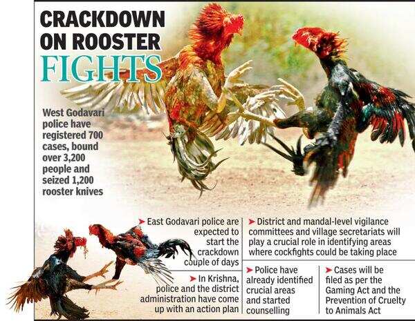 cockfighting