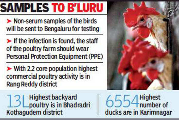 Bird flu: With negligible duck numbers, Telangana can breathe easy