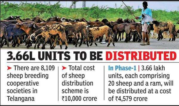 Telangana CM greenlights sheep disbursal scheme | Hyderabad News - Times of  India