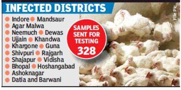 Bird Flu in Madhya Pradesh: Home dept issues guidelines to check avian ...