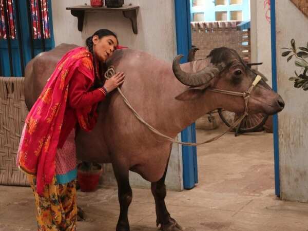 Sarika Bahroliya with a buffalo