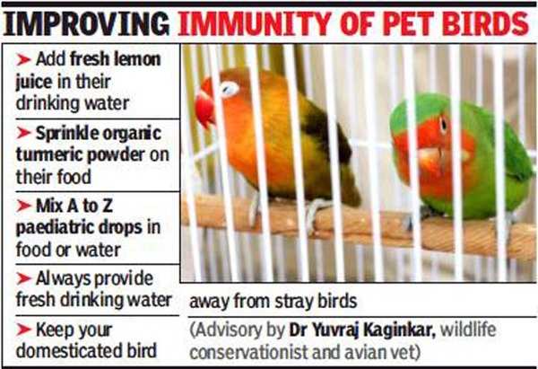 Avian flu Anxious pet parents in Mumbai keep birds in home