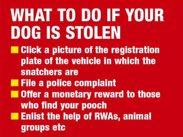 With a rise in pet snatching, here’s how to keep your pooch safe ...