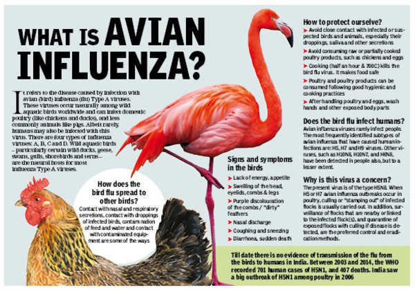 avian-flu-managing-a-deadly-risk-insurance-business-america