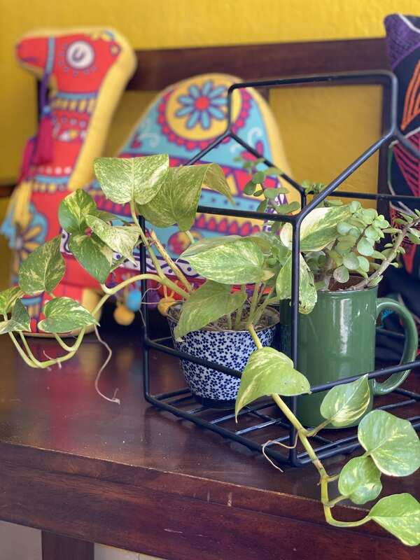 Money plants don't need any maintainence and can easily be a part of any decor @thebohobalika.