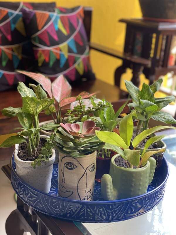 Smaller plants and succulents can be displayed on a tray or plate to deck up your tables @thebohobalika .