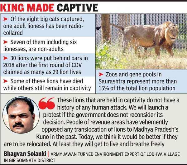 Eight lions captured near Gujarat's Jetpur