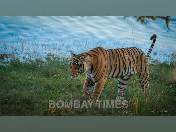 Tiger Riddhi as seen through the actor's lens