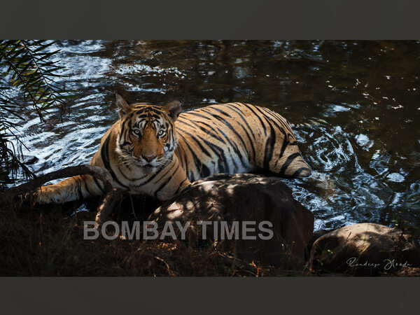 Randeep spots Tiger T112 as the animal keeps itself cool