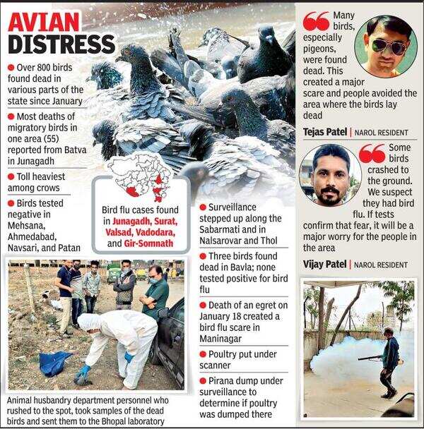 Ahmedabad: 65 pigeons dead in Narolgam | Ahmedabad News - Times of India Ahmedabad: 65 pigeons dead in Narolgam | Ahmedabad News - Times of India
