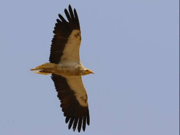 vulture3