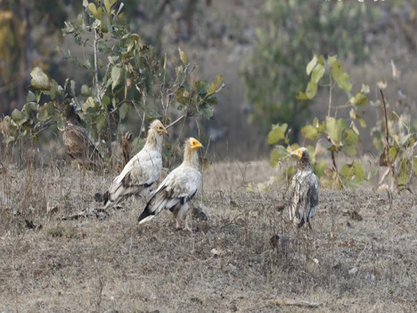 vulture4
