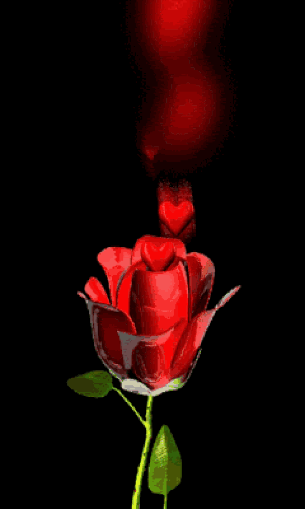 Happy Rose Day 2024 Quotes, Wishes, Messages, Images, Greetings, Cards
