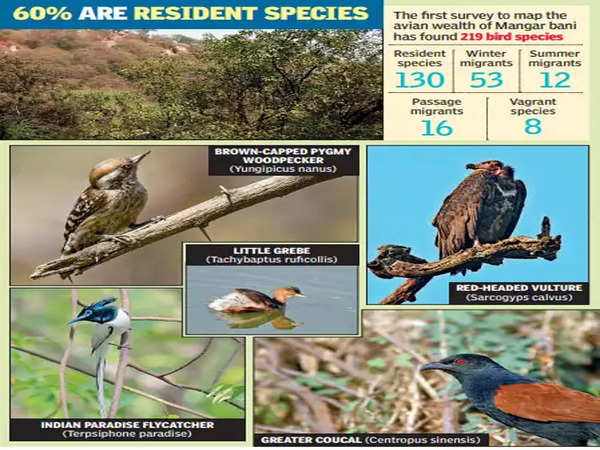 Aravali forest’s avian flock both rich and diverse, shows first survey ...