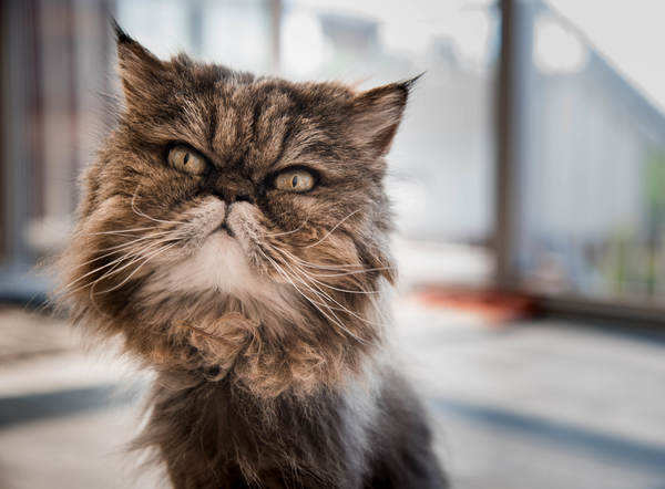 Angry Cats Who Ended Up Looking Awwdorable (Photos)