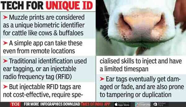 Use of muzzle prints may double cattle insurance business - Times of India Use of muzzle prints may double cattle insurance business - Times of India