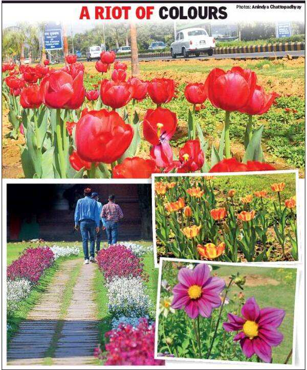 Bloom after the gloom How rising temp has brought imported tulips back