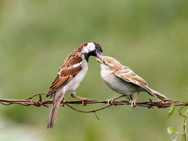 Sparrow-Picture 2