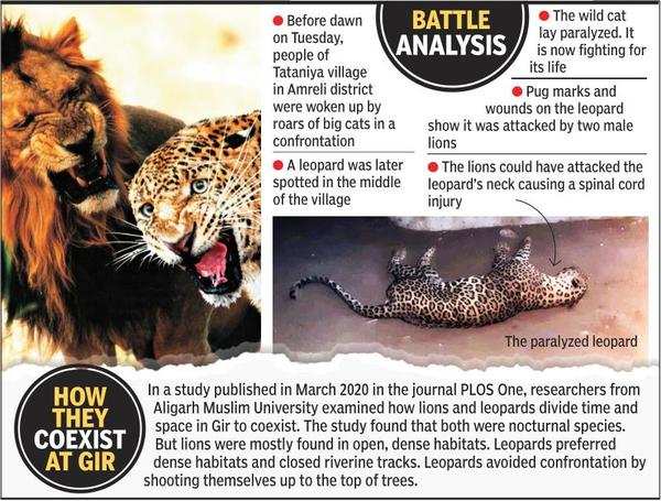 Gujarat: Leopard, 2 lions locked in deadly street fight | Ahmedabad News -  Times of India