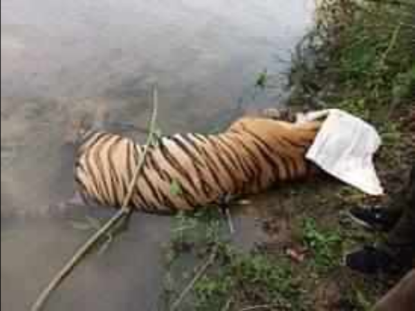 3 tigers wander into Nepal, 1 found dead & declawed | Bareilly News - Times of India 3 tigers wander into Nepal, 1 found dead & declawed | Bareilly News - Times of India