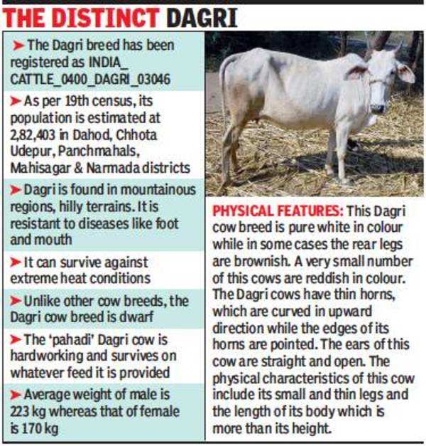 Gujarat's 'Dagri cow' gets national recognition as indigenous breed |  Vadodara News - Times of India