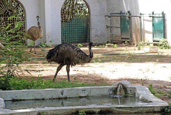 Ahmedabad: Mercury rises, zoo animals get air coolers | Ahmedabad News -  Times of India
